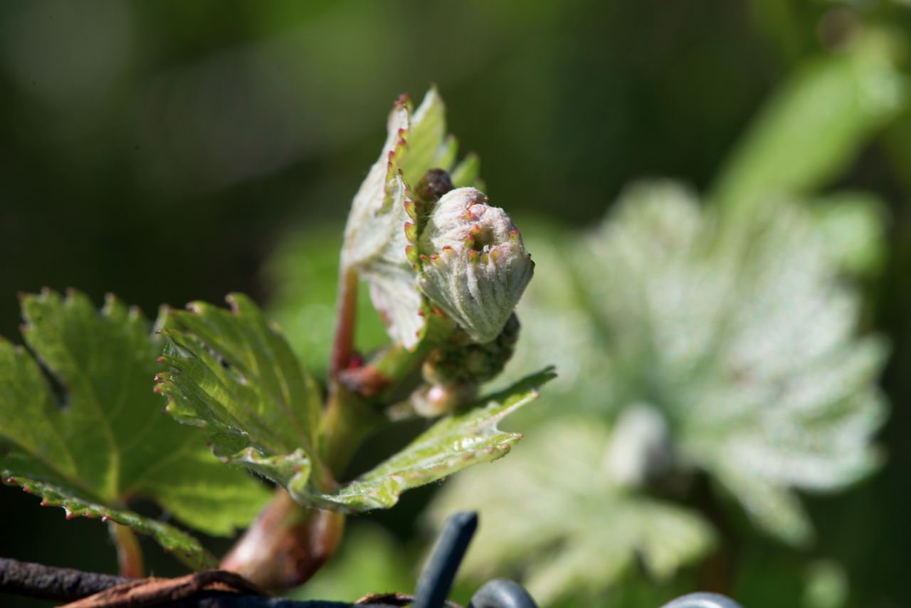 Vignoble Macro 4-Feuilles sorties 0815